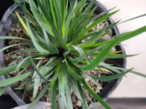 "Moody Blues" Blue-Eyed Grass