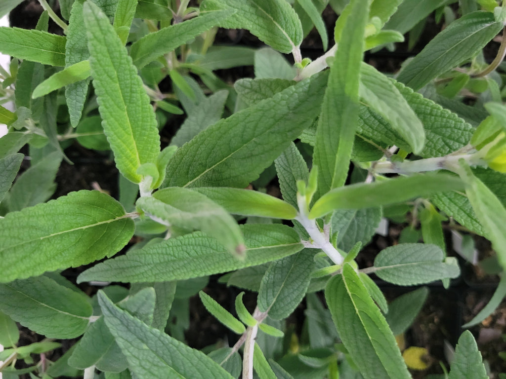 Mexican Bush Salvia
