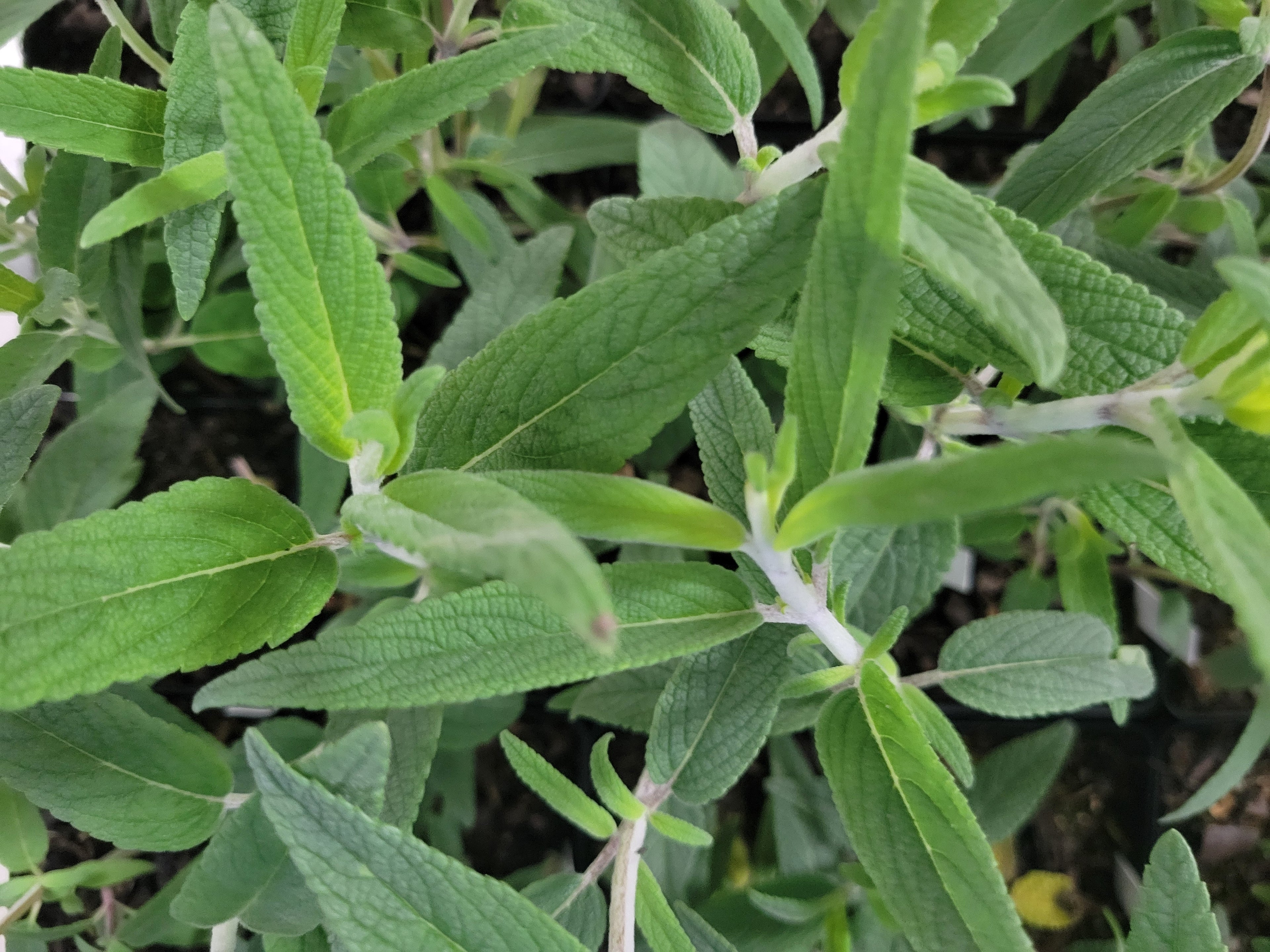 Mexican Bush Salvia