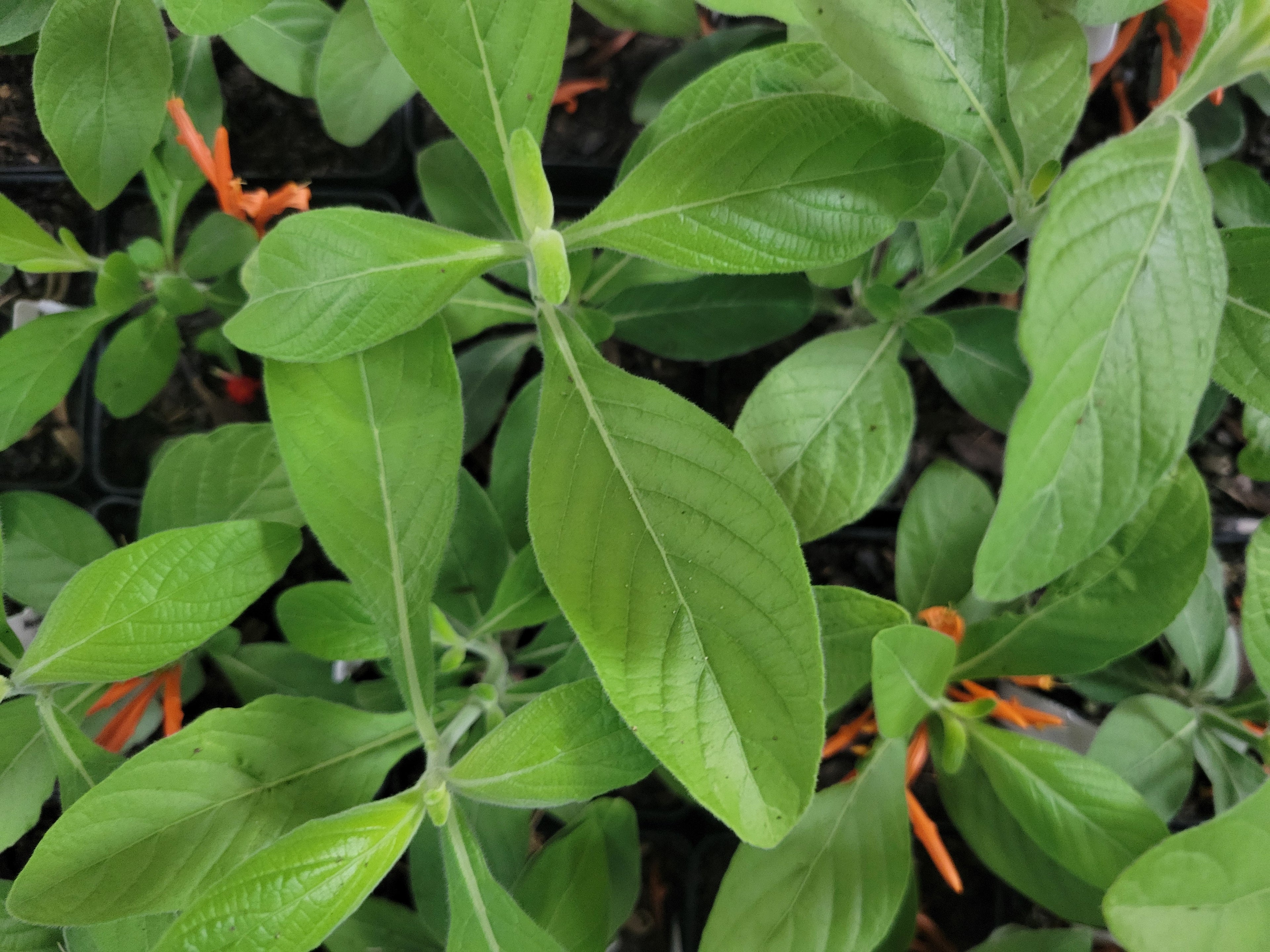 Mexican Honeysuckle