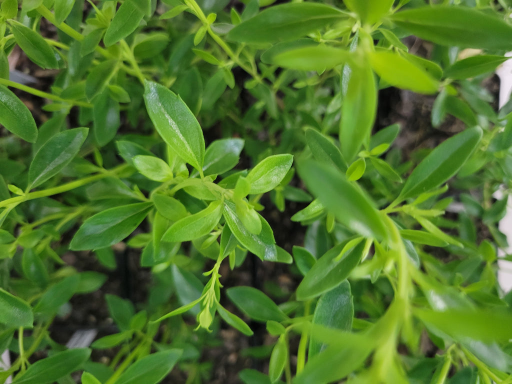 Mexican Oregano