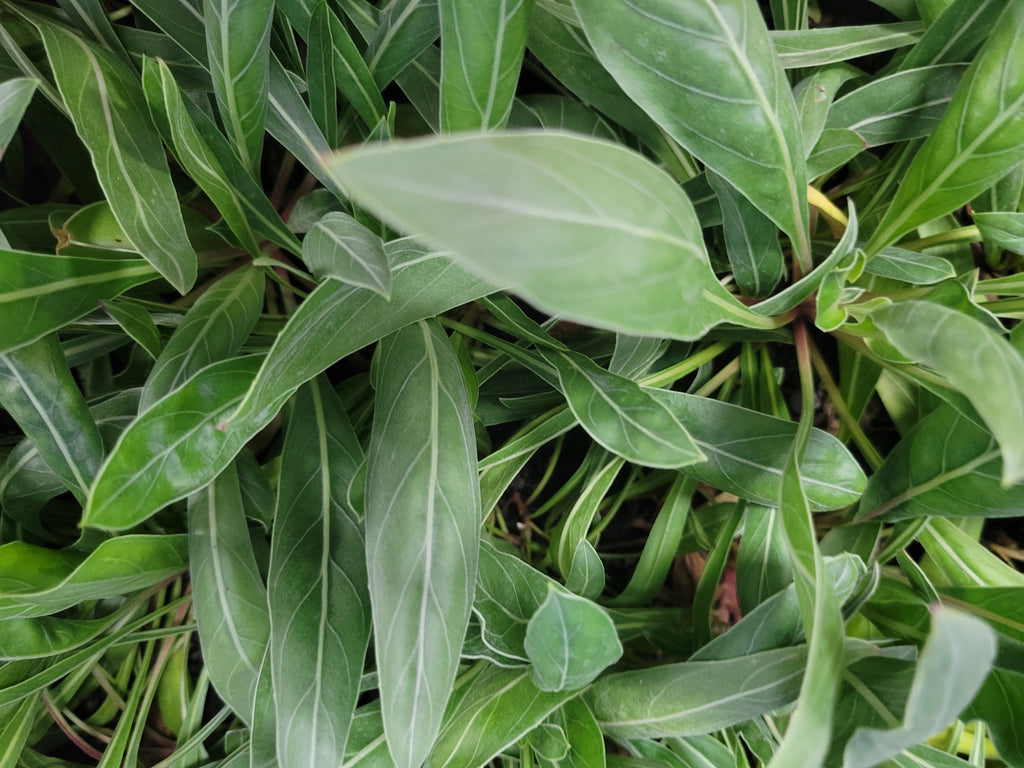 Missouri Primrose