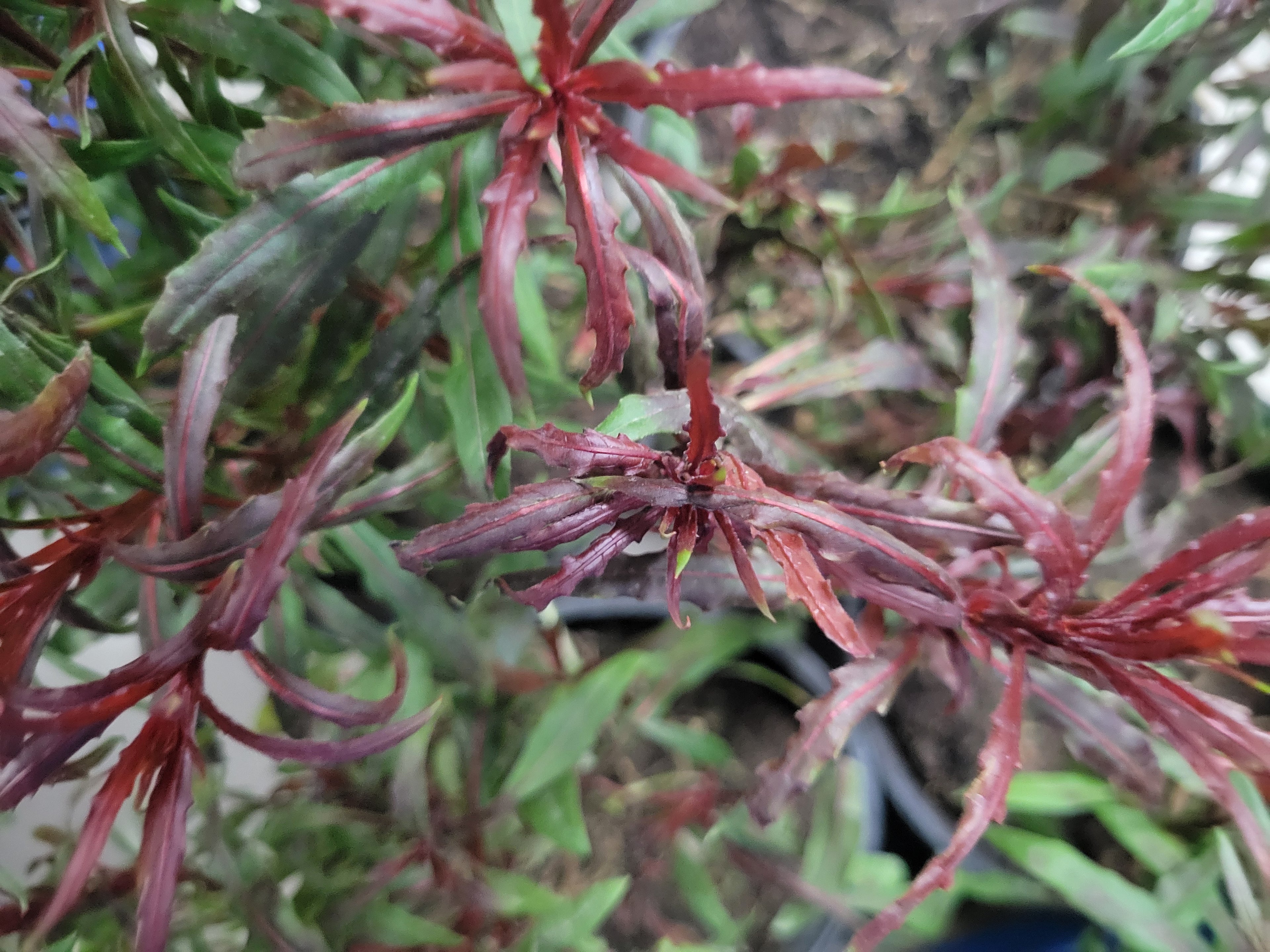 Pink Gaura