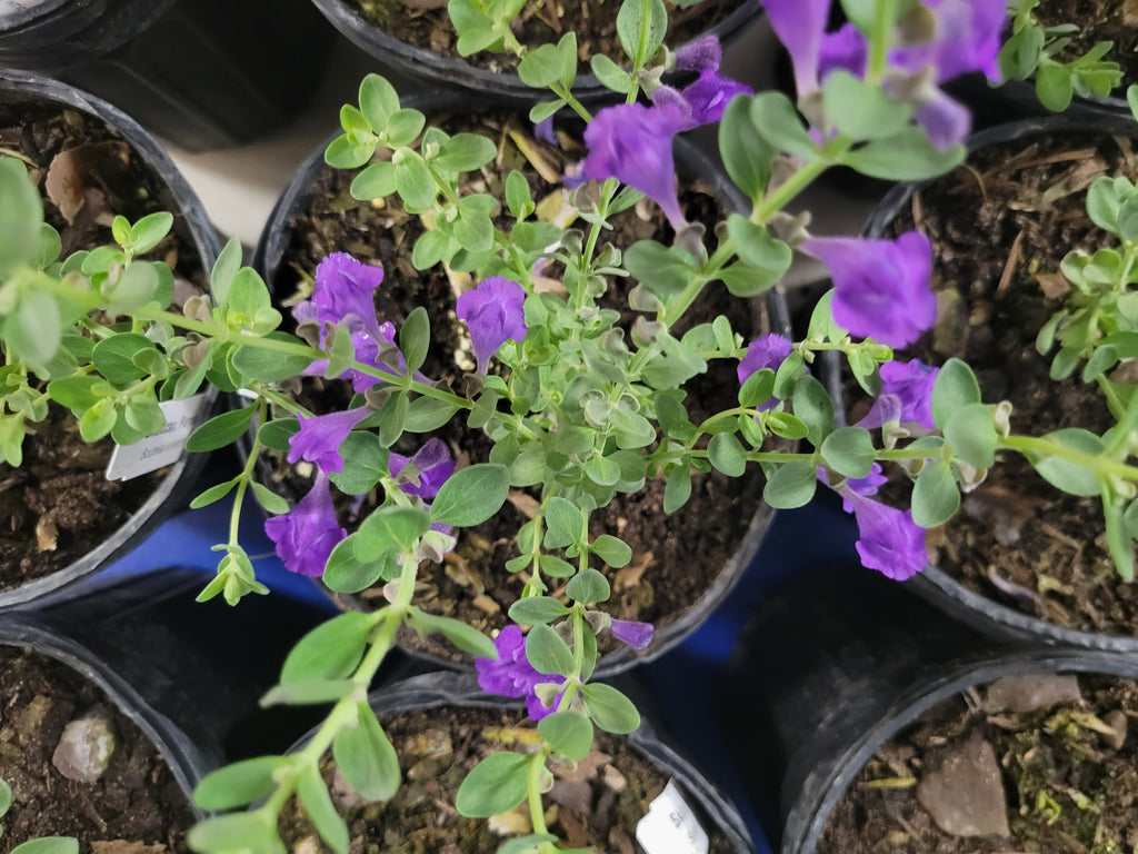 Purple Skullcap