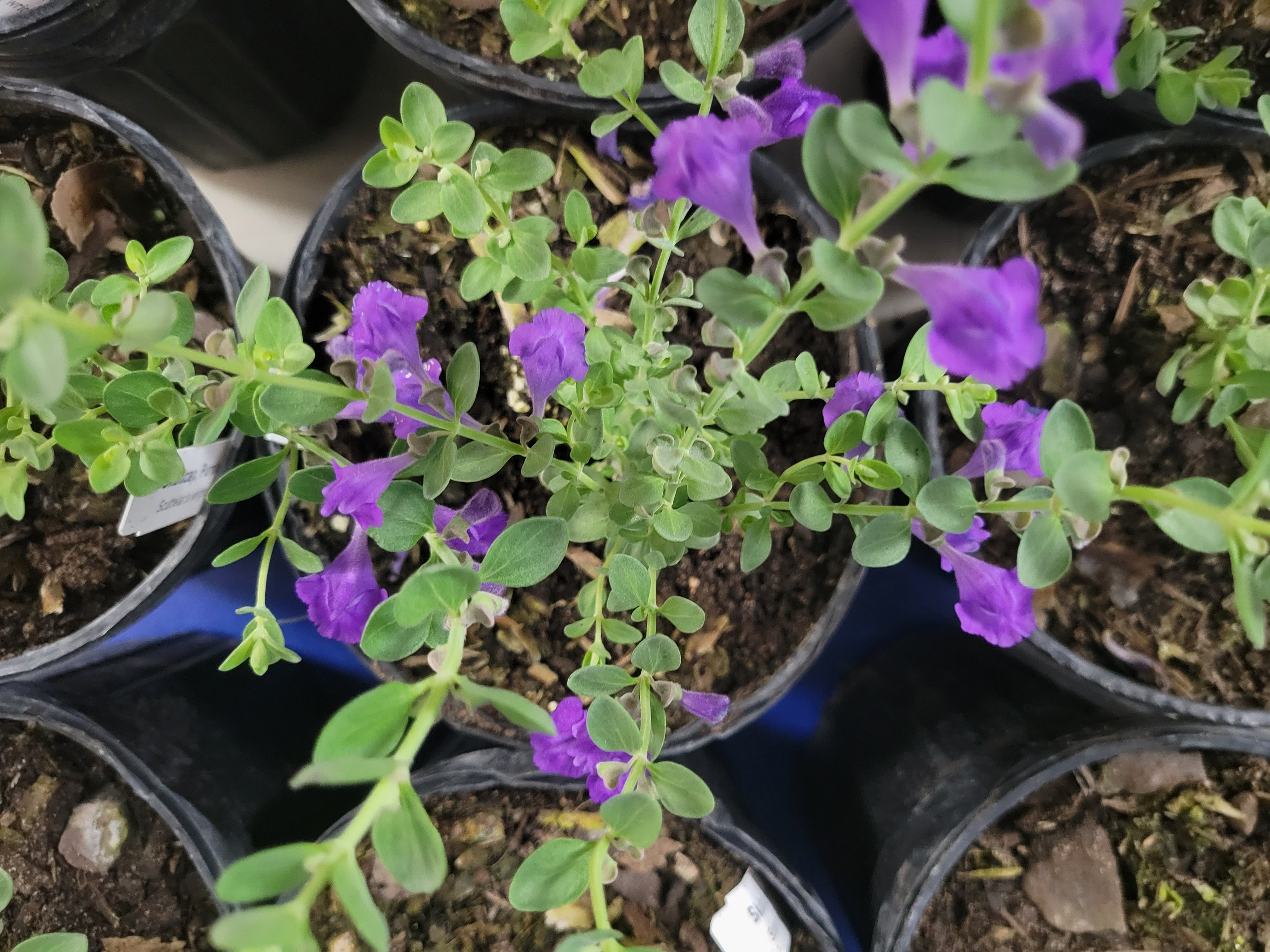 Purple Skullcap