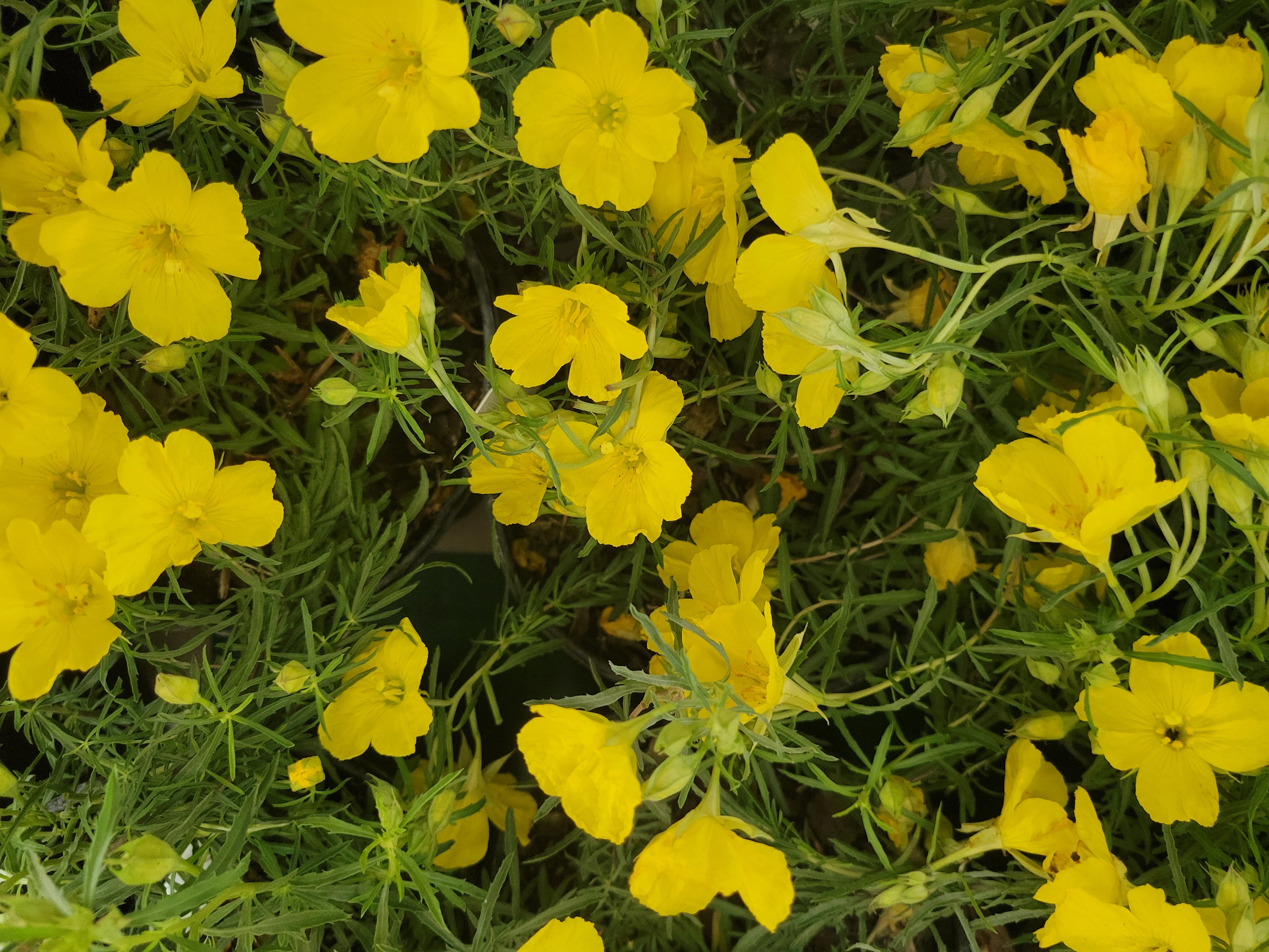 Texas Sundrop