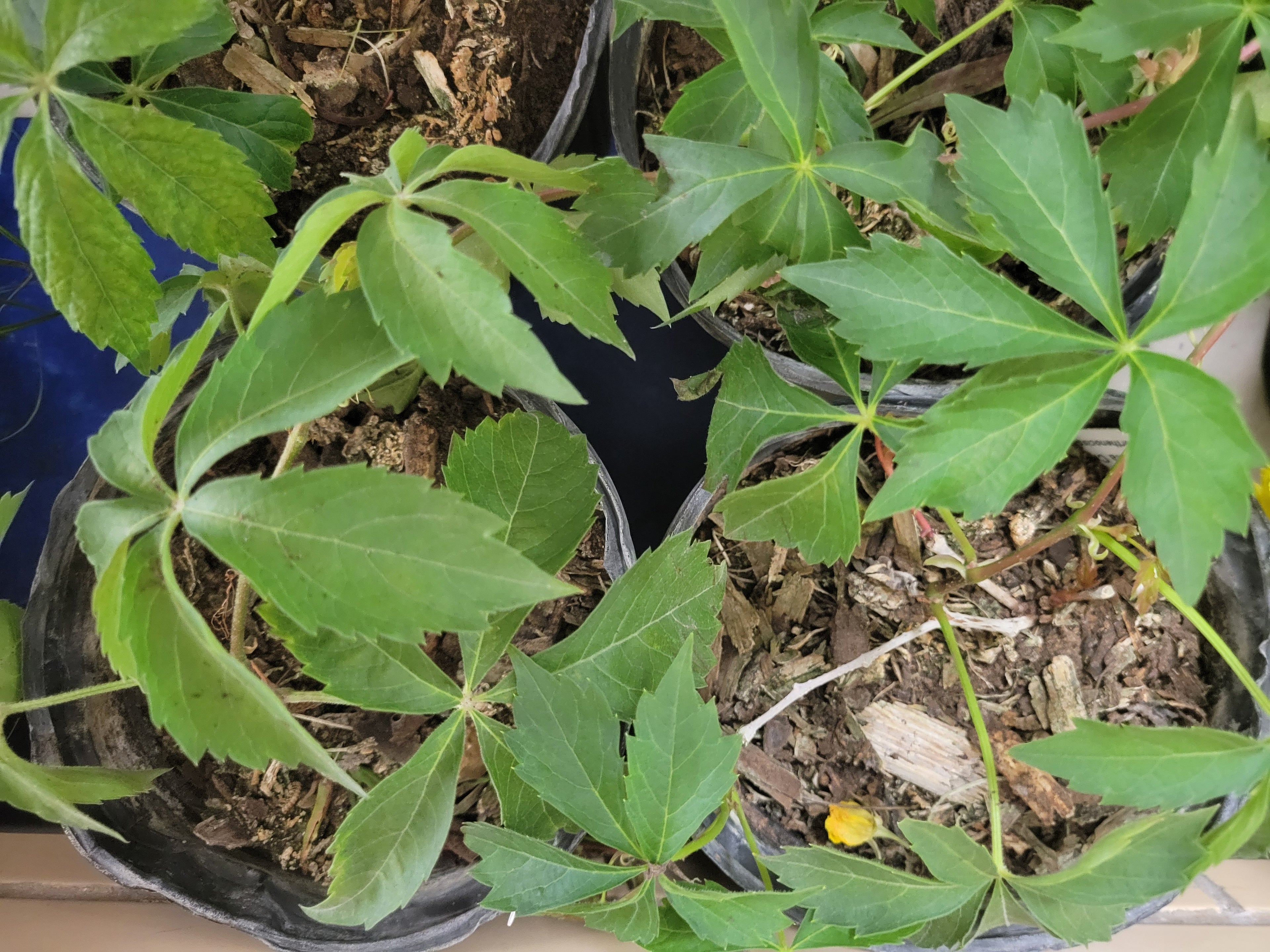 Virginia Creeper