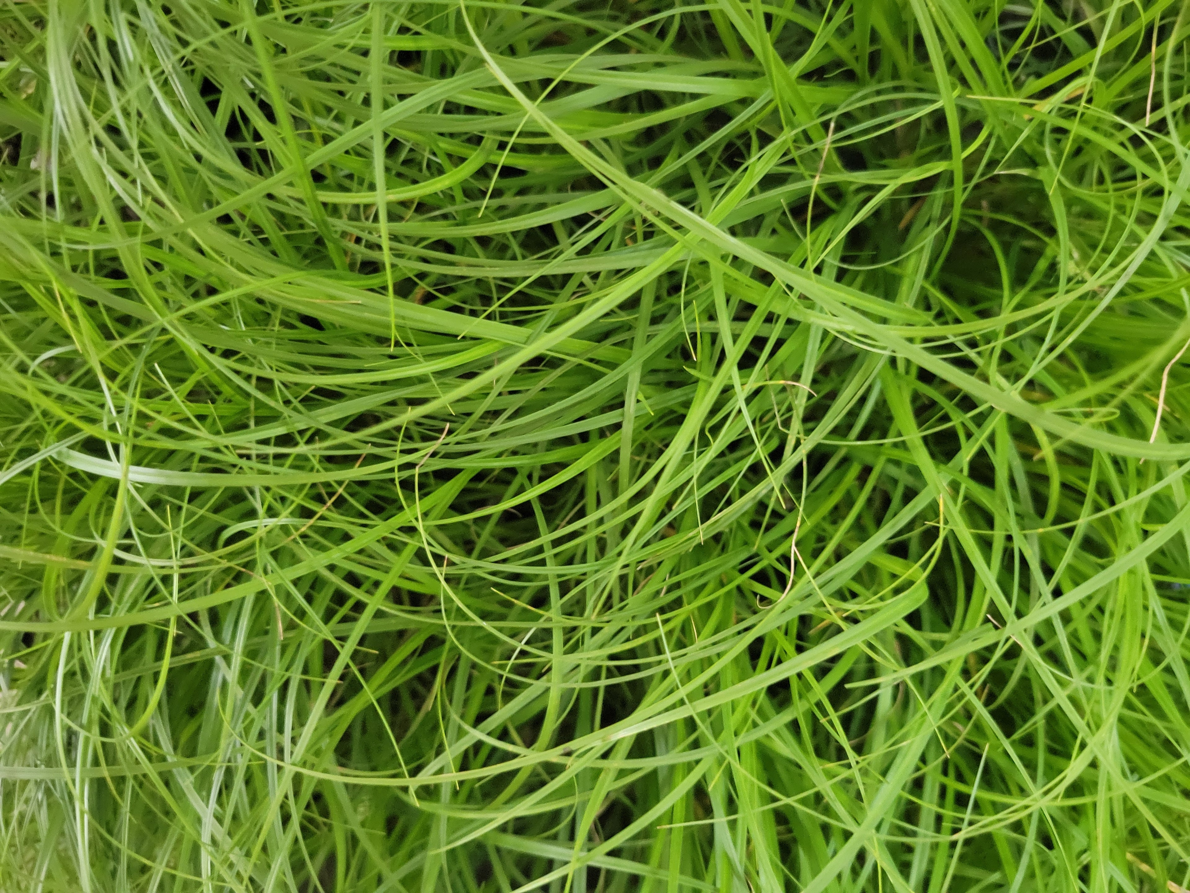 Webberville Sedge