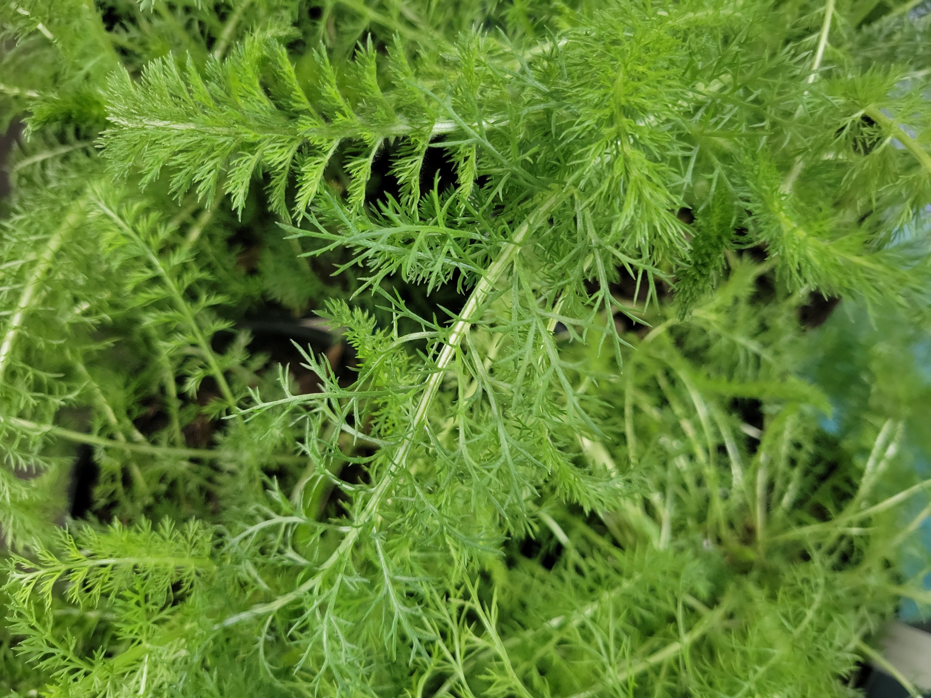 White Yarrow