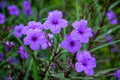 Mexican Petunia "Katie's Dwarf"