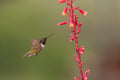 Red Yucca