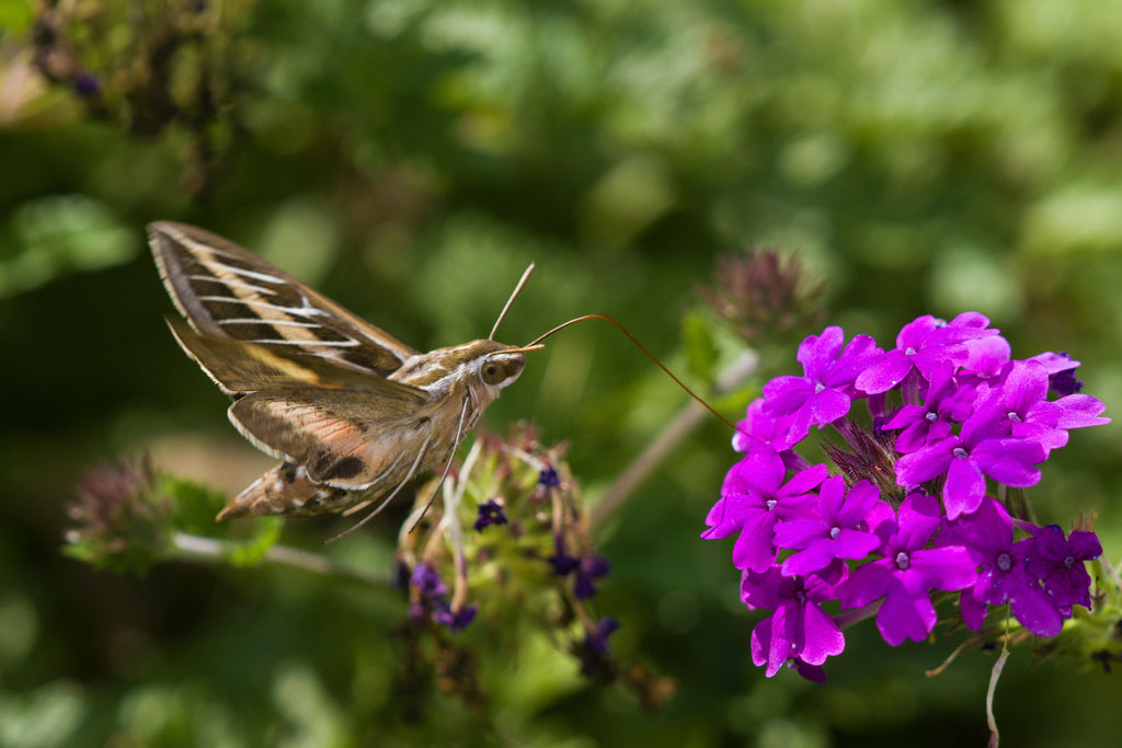 Homestead Purple Verbena