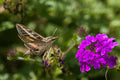 Homestead Purple Verbena