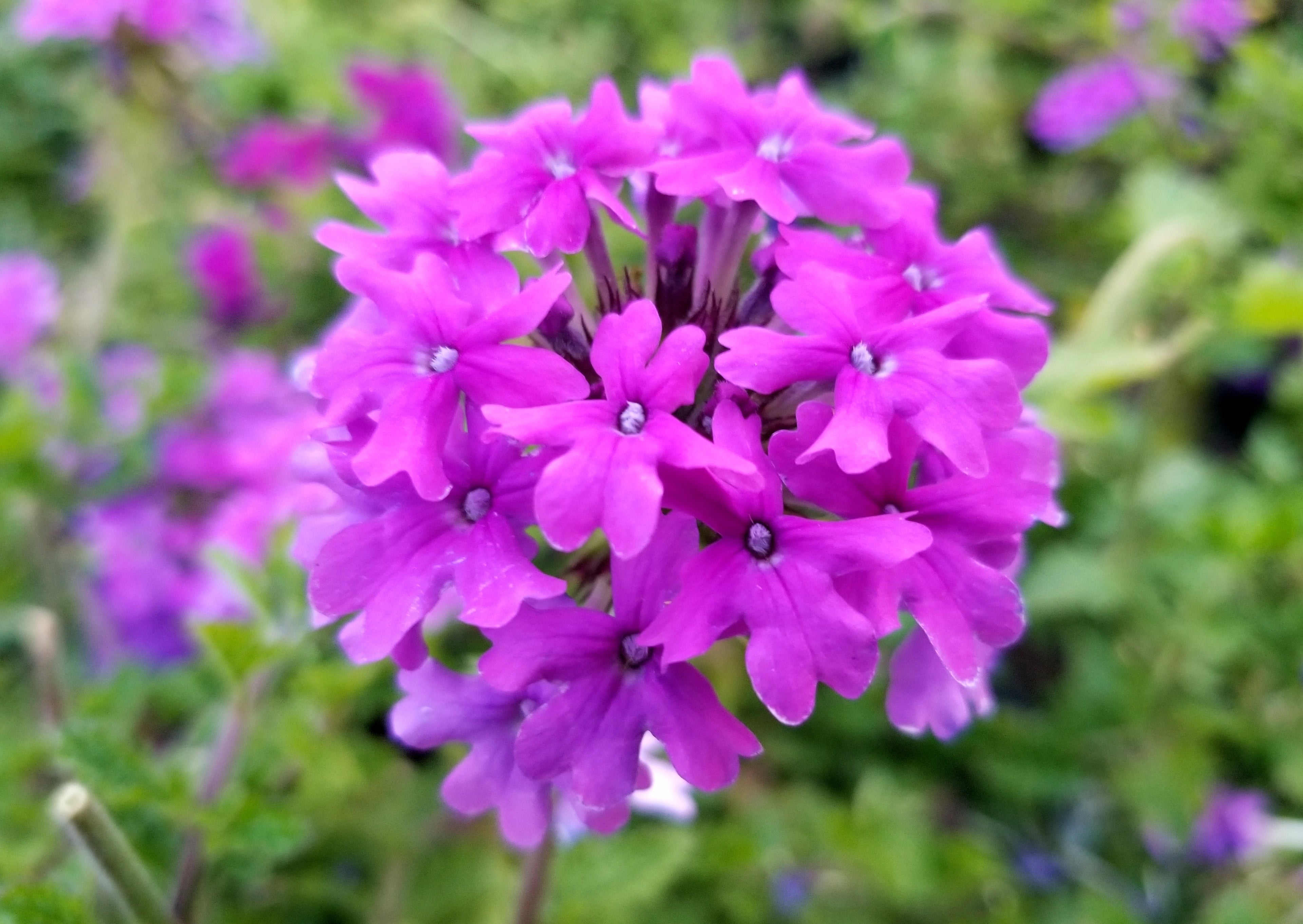 Homestead Purple Verbena