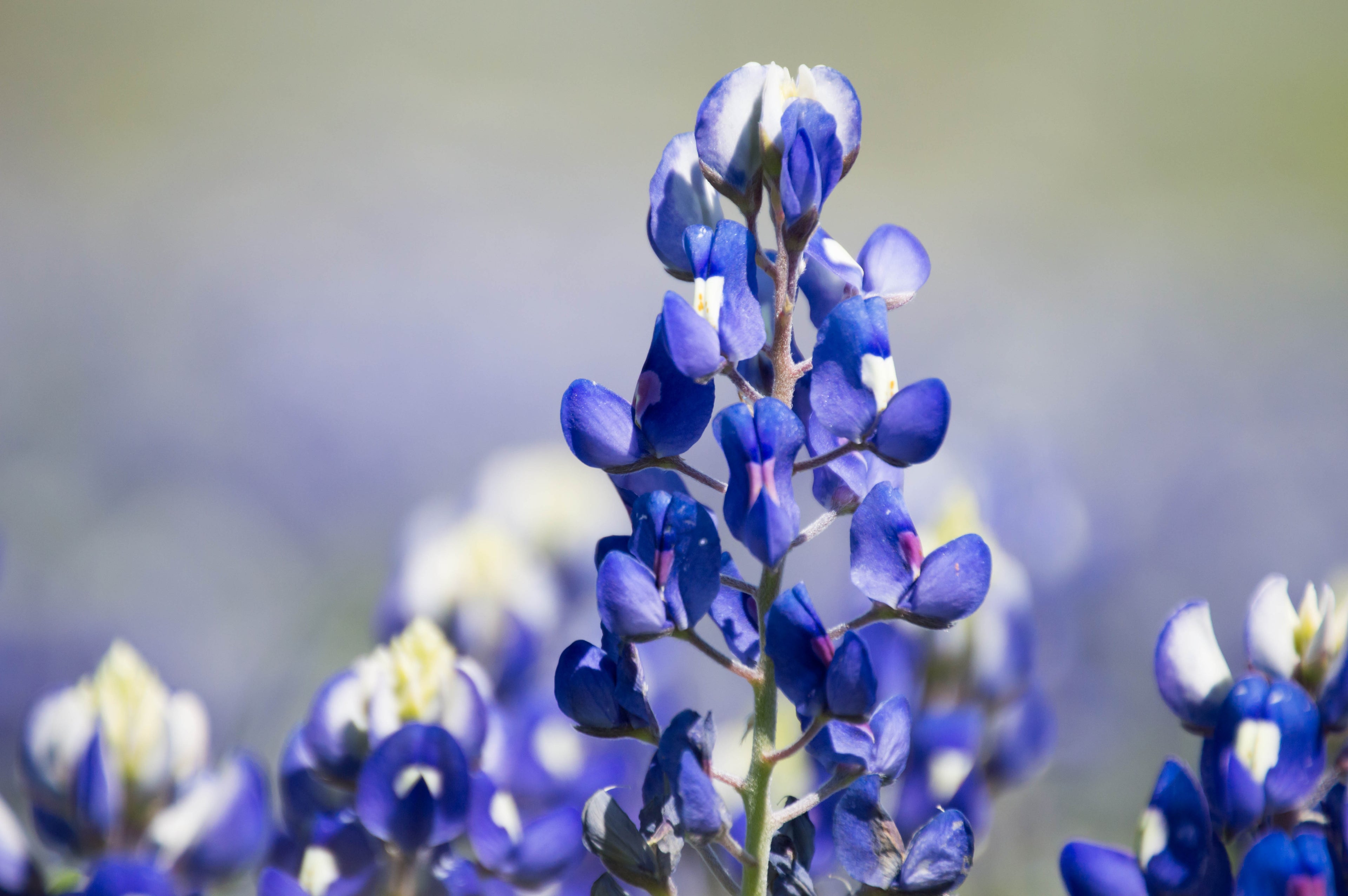 Texas Bluebonnet