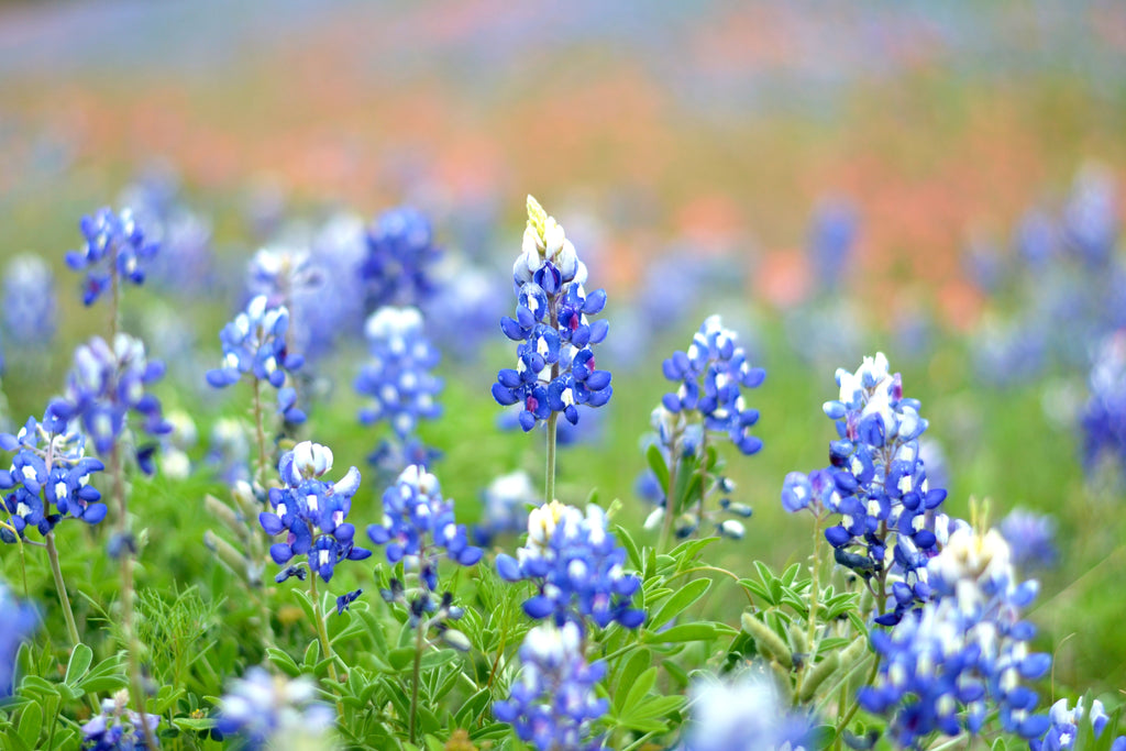 Texas Bluebonnet