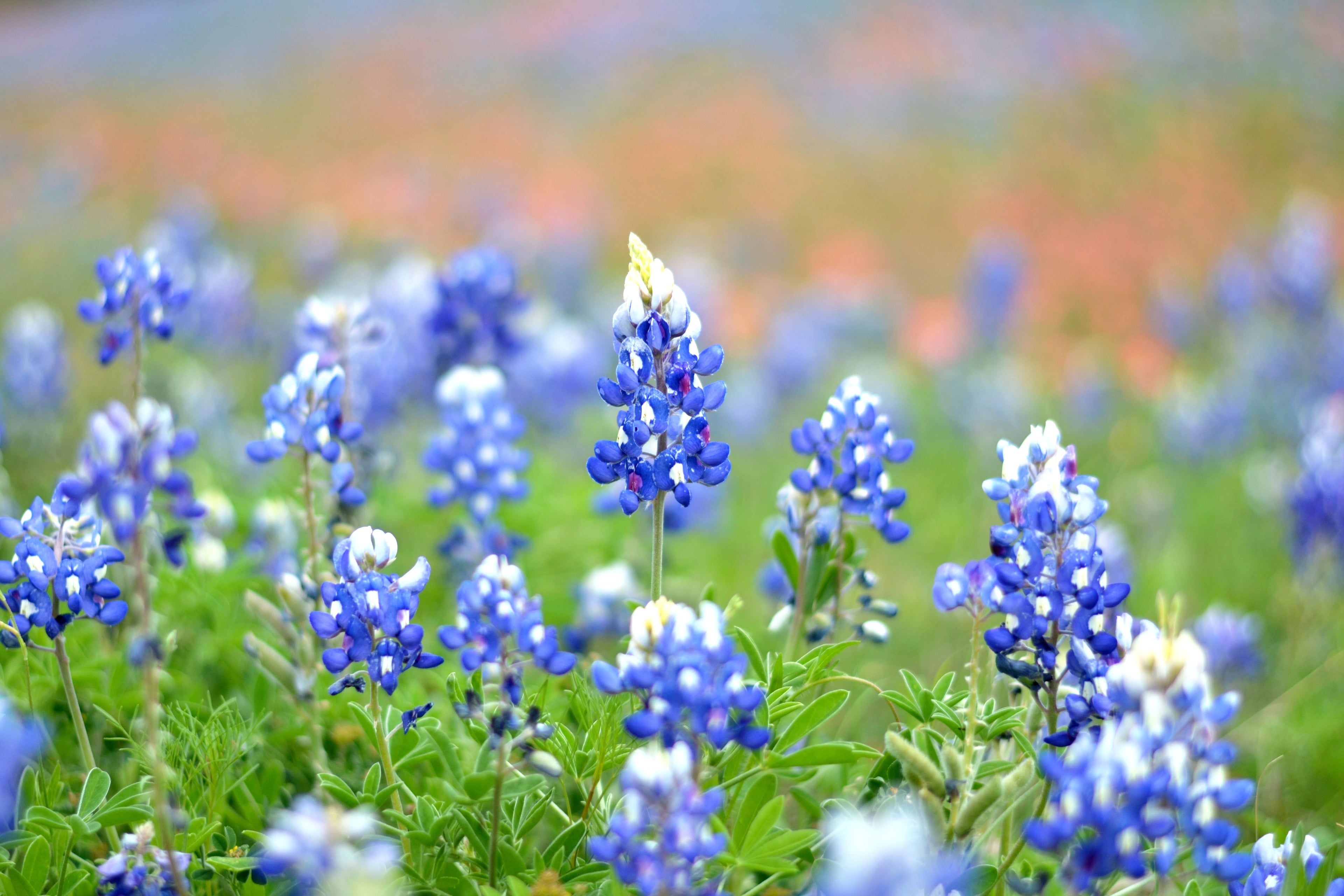Texas Bluebonnet