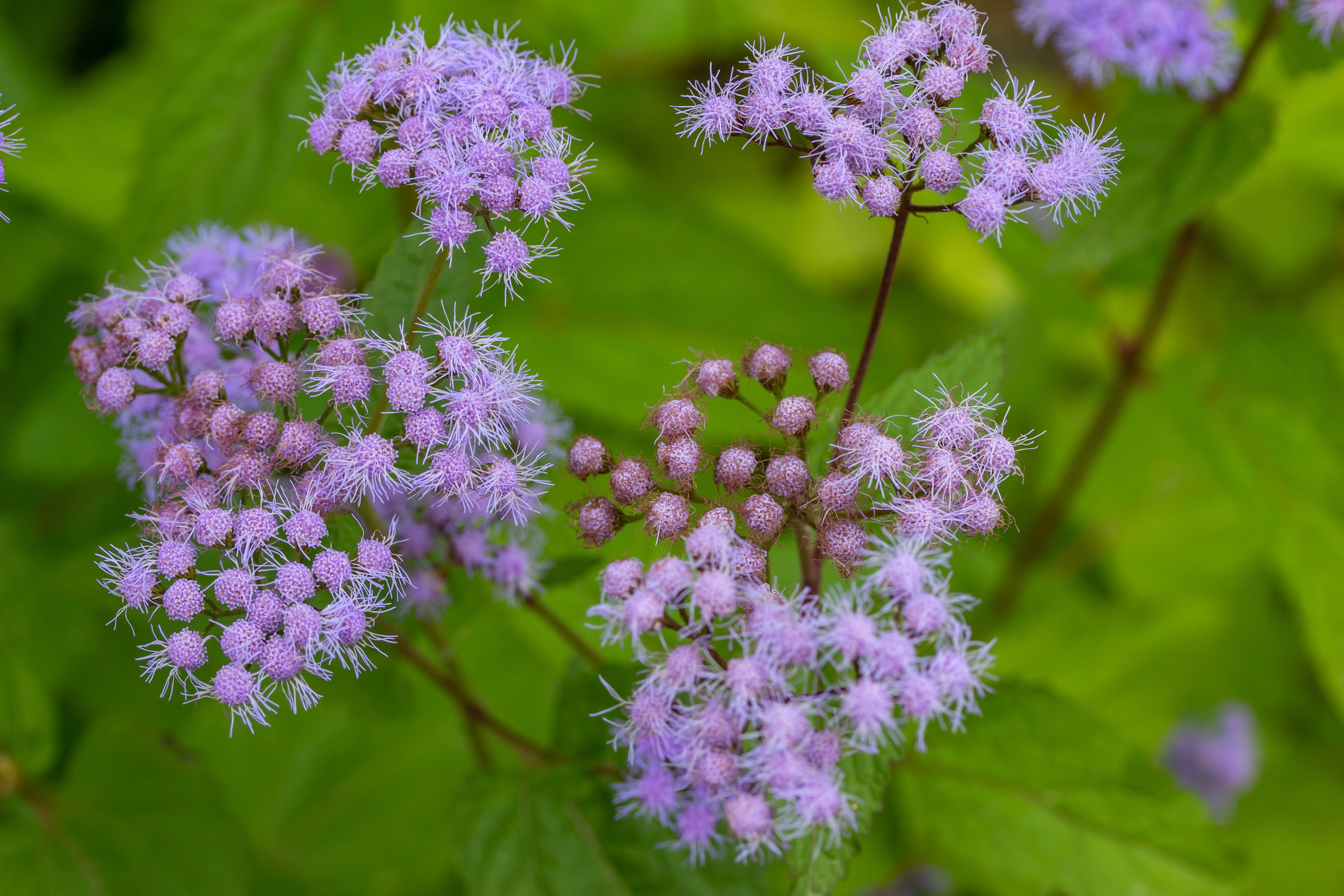 Blue Mistflower