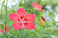 Texas Star Hibiscus