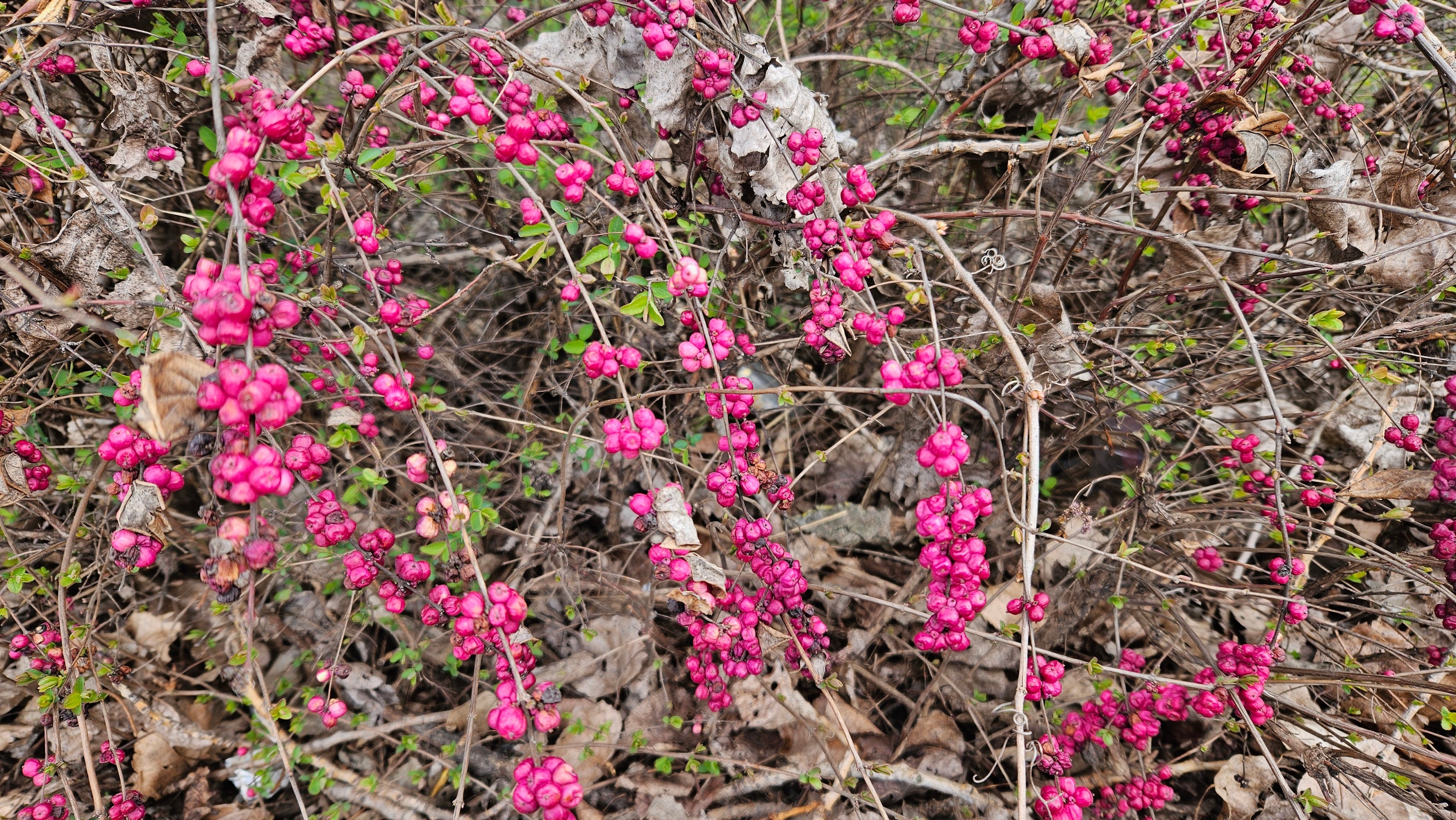 Coralberry