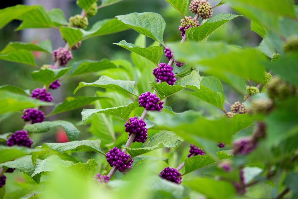 American Beautyberry