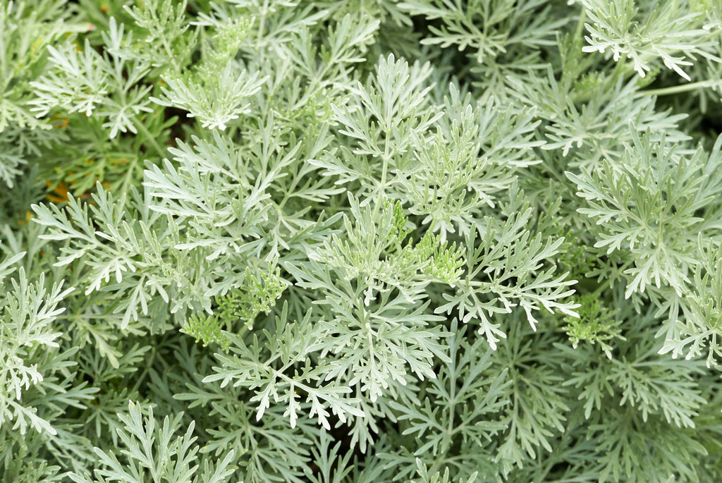 Artemisia "Powis Castle"
