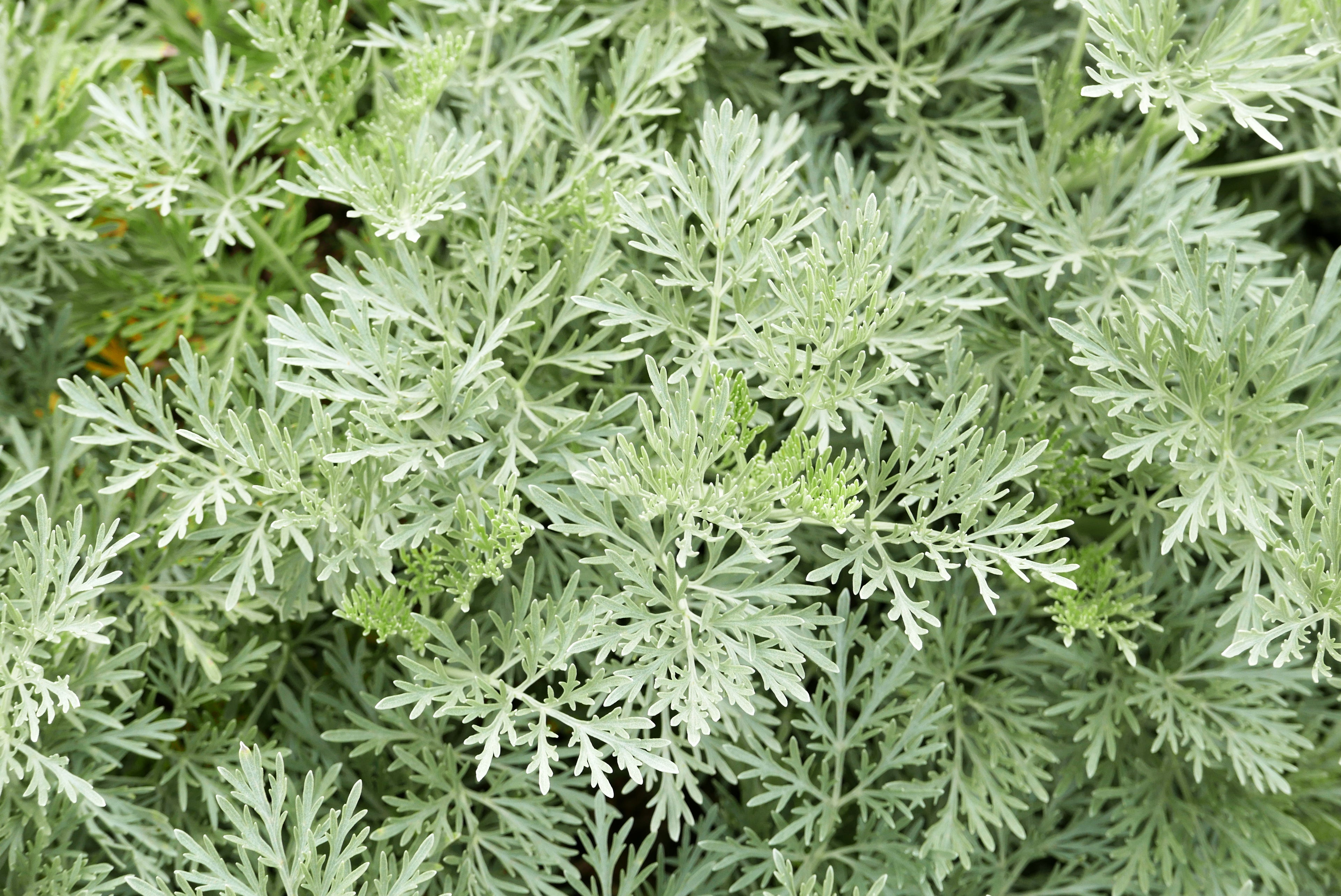 Powis Castle Artemisia