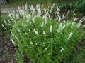 Augusta Duelberg Salvia