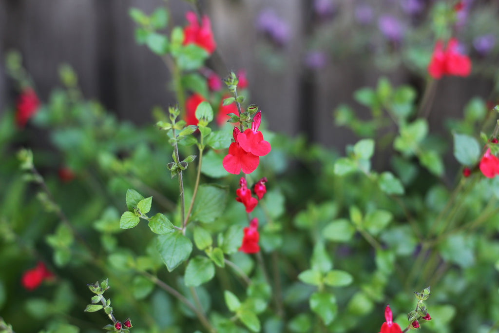 Autumn Sage