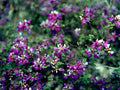 Black Dalea