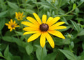 Black Eyed Susan