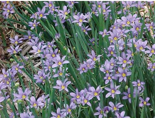 "Moody Blues" Blue-Eyed Grass