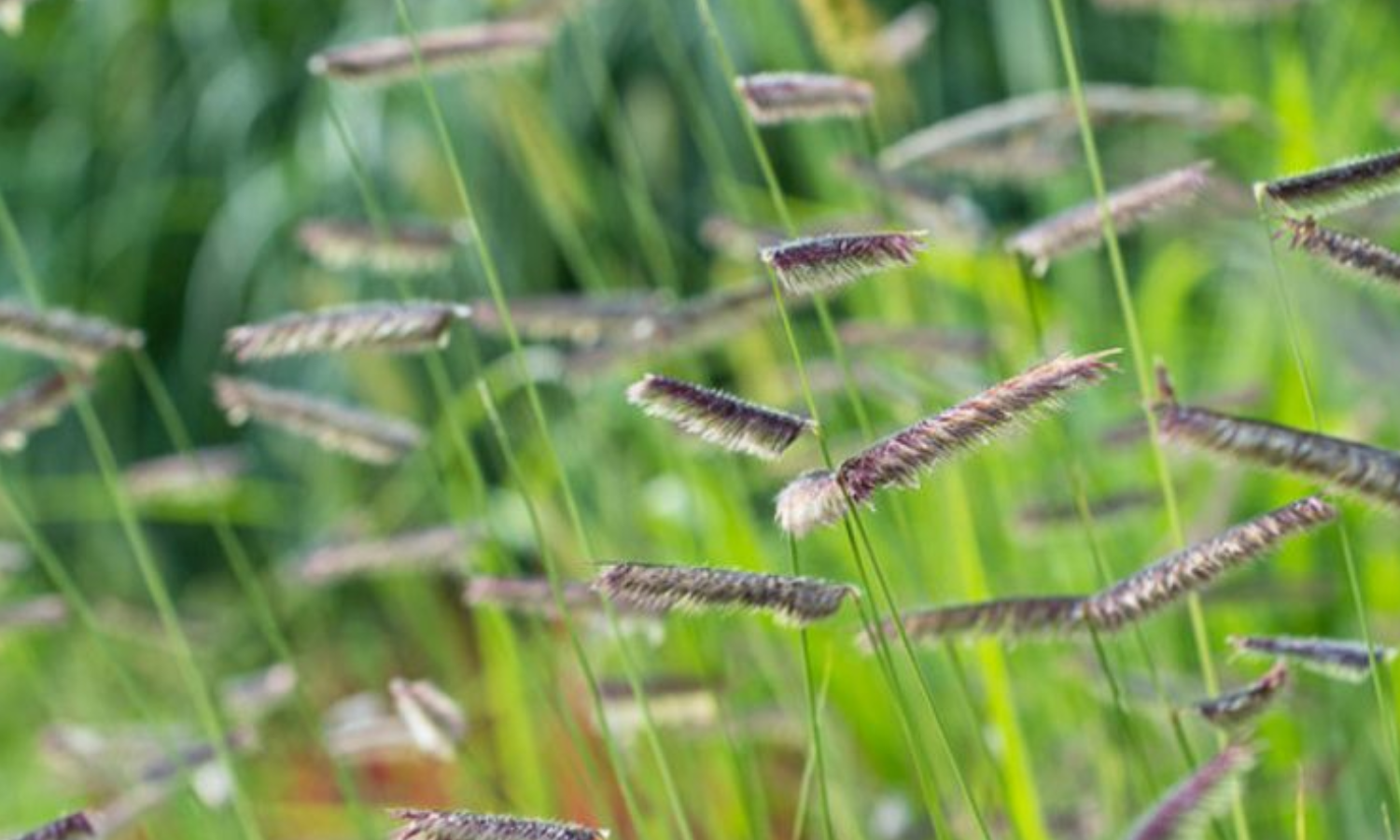 Easy Lawn Replacement