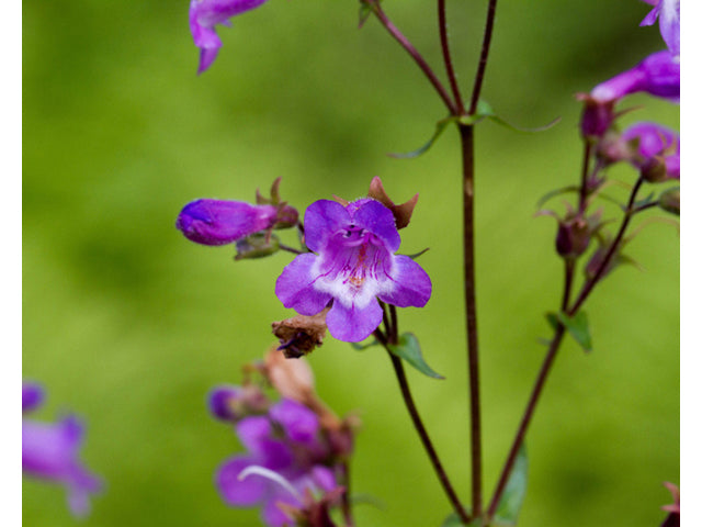 Brazos Penstemon