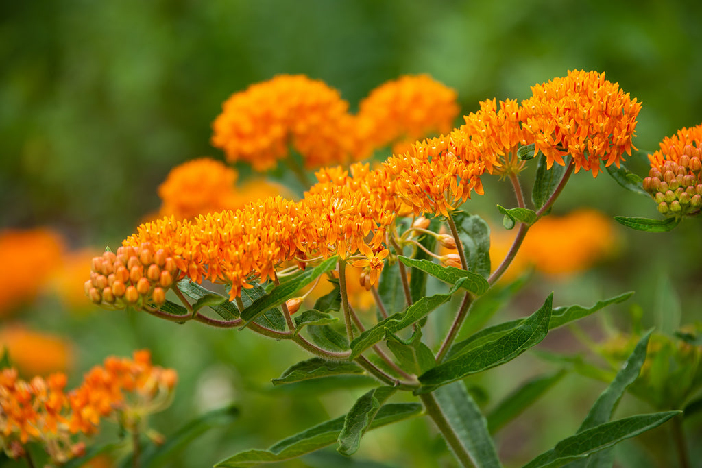 Orange Milkweed