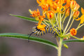 Orange Milkweed