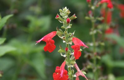 Cedar Sage