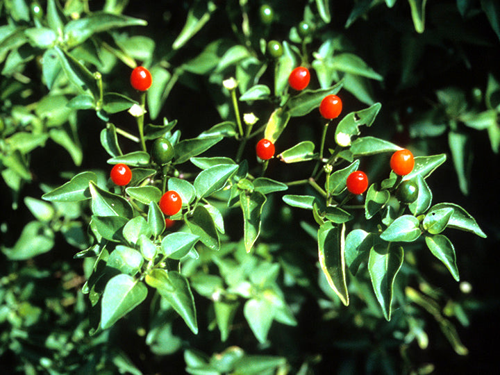 Chile Pequin / Chiltepin