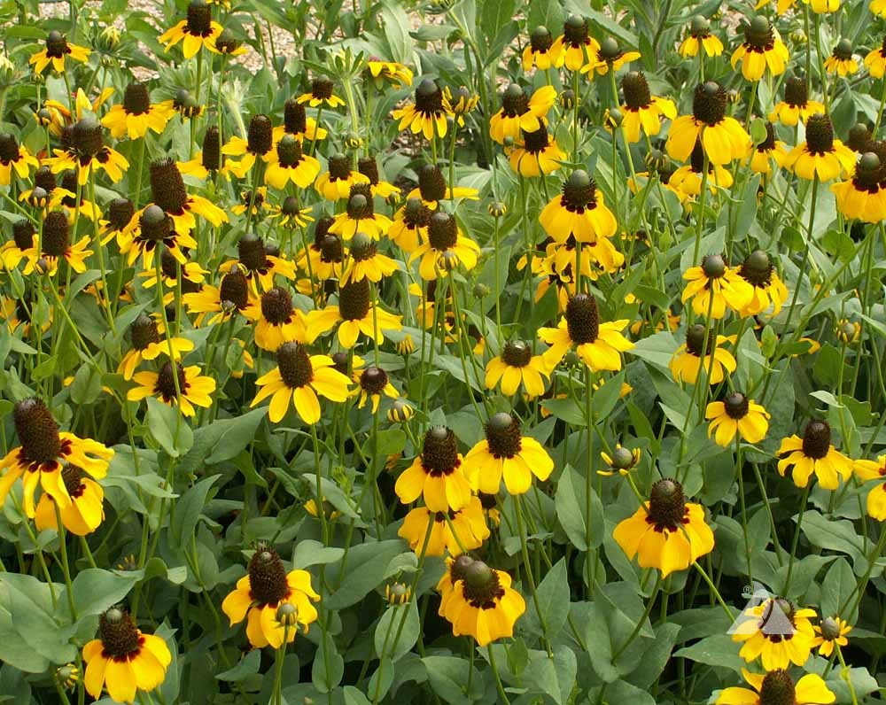 Clasping Coneflower