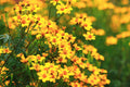 Copper Canyon Daisy