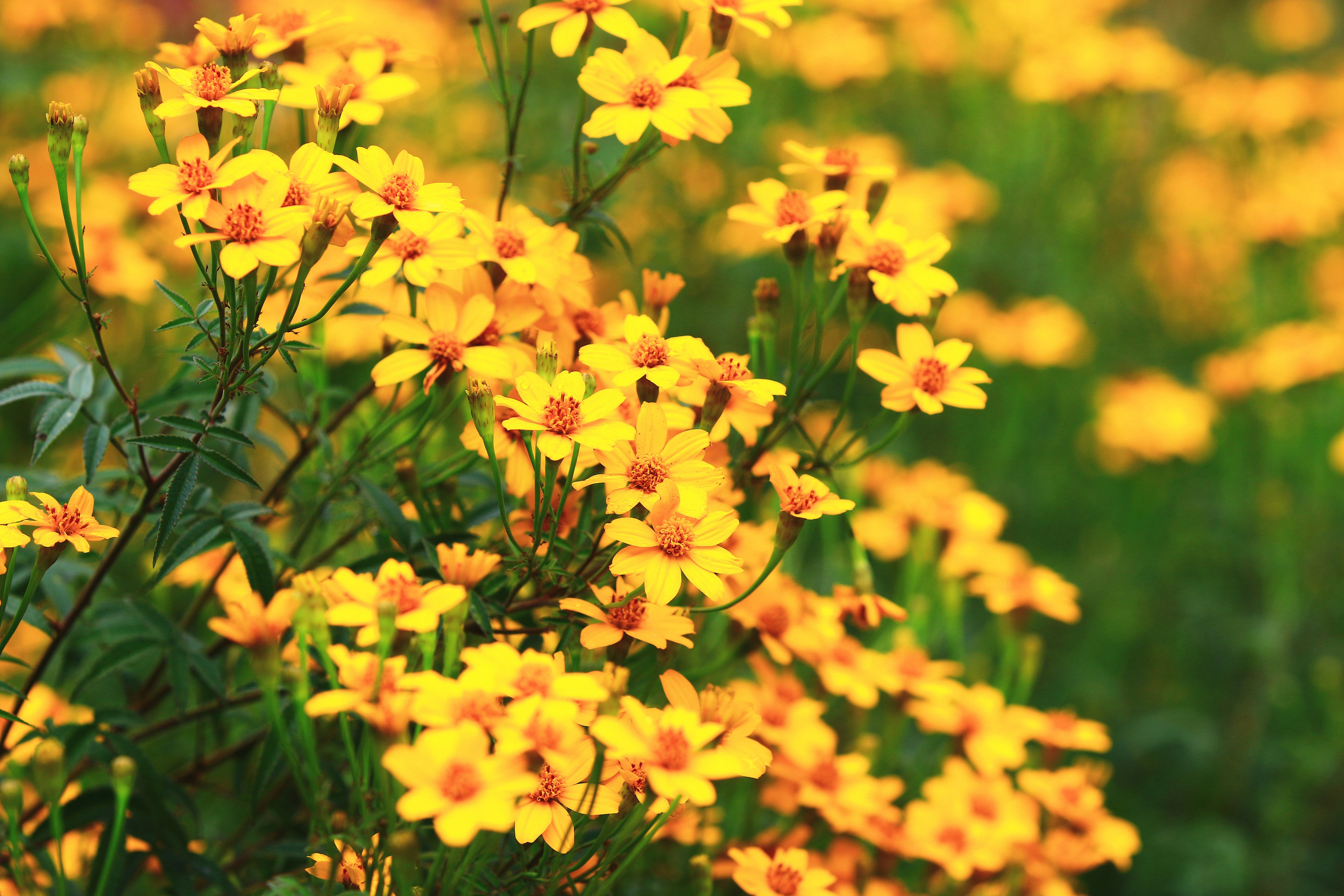 Copper Canyon Daisy