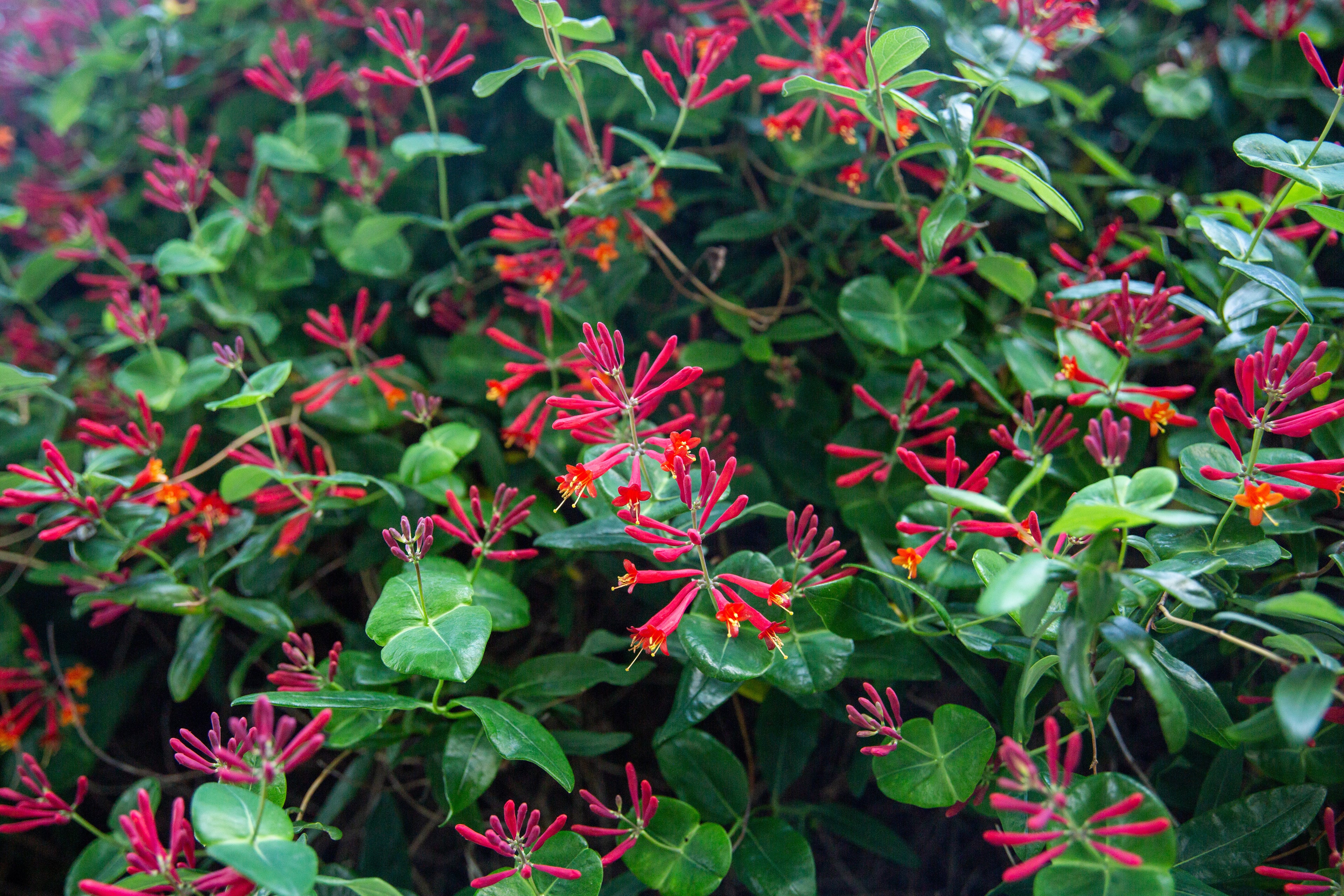 Coral Honeysuckle