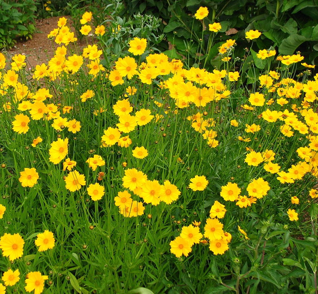 Lanceleaf Coreopsis