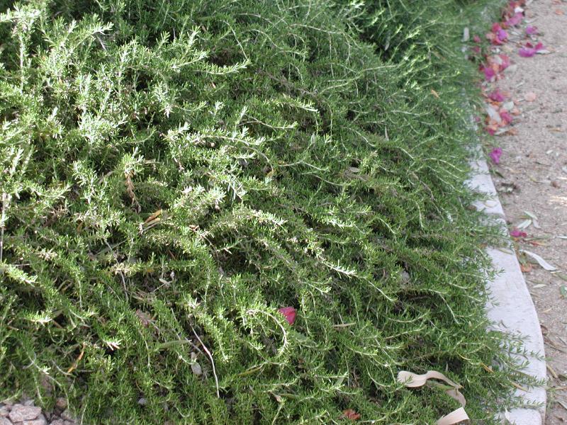 Creeping Rosemary