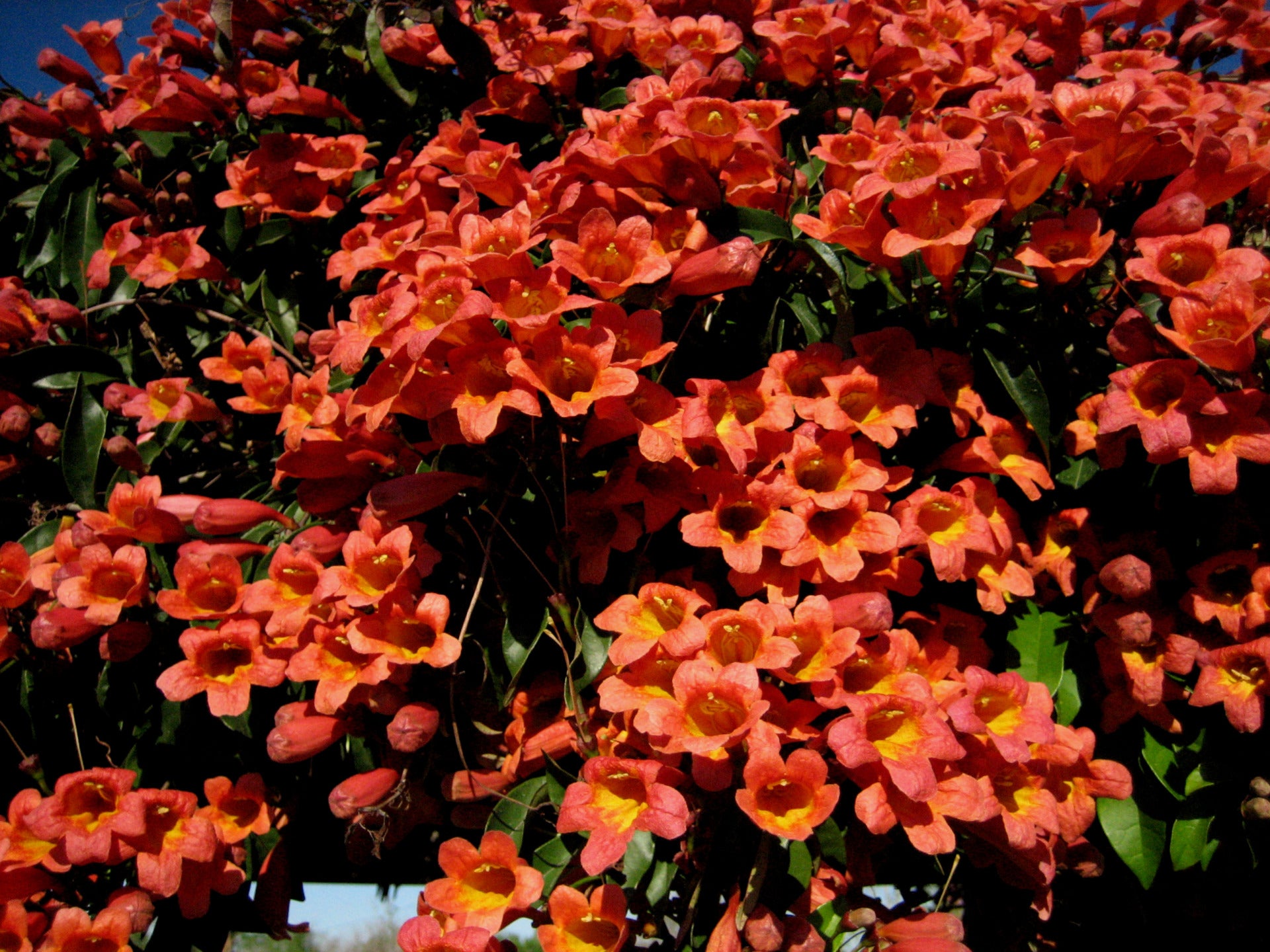 Cross Vine "Tangerine Beauty"