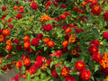 Lantana (Dallas Red)