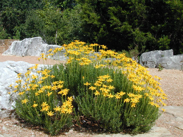 Easy Lawn Replacement