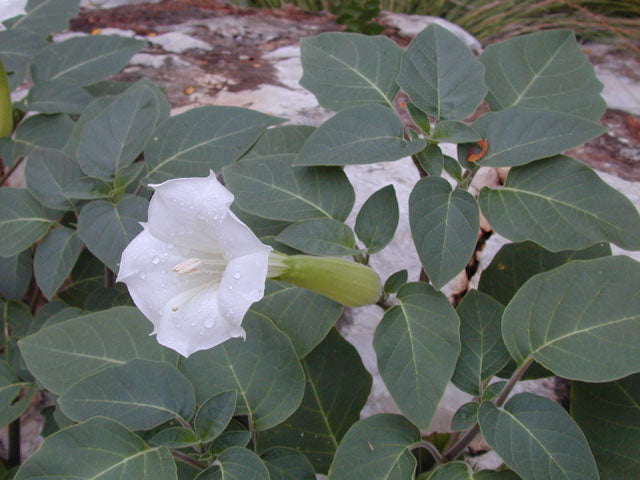 Datura