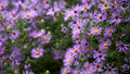 Fall Aster