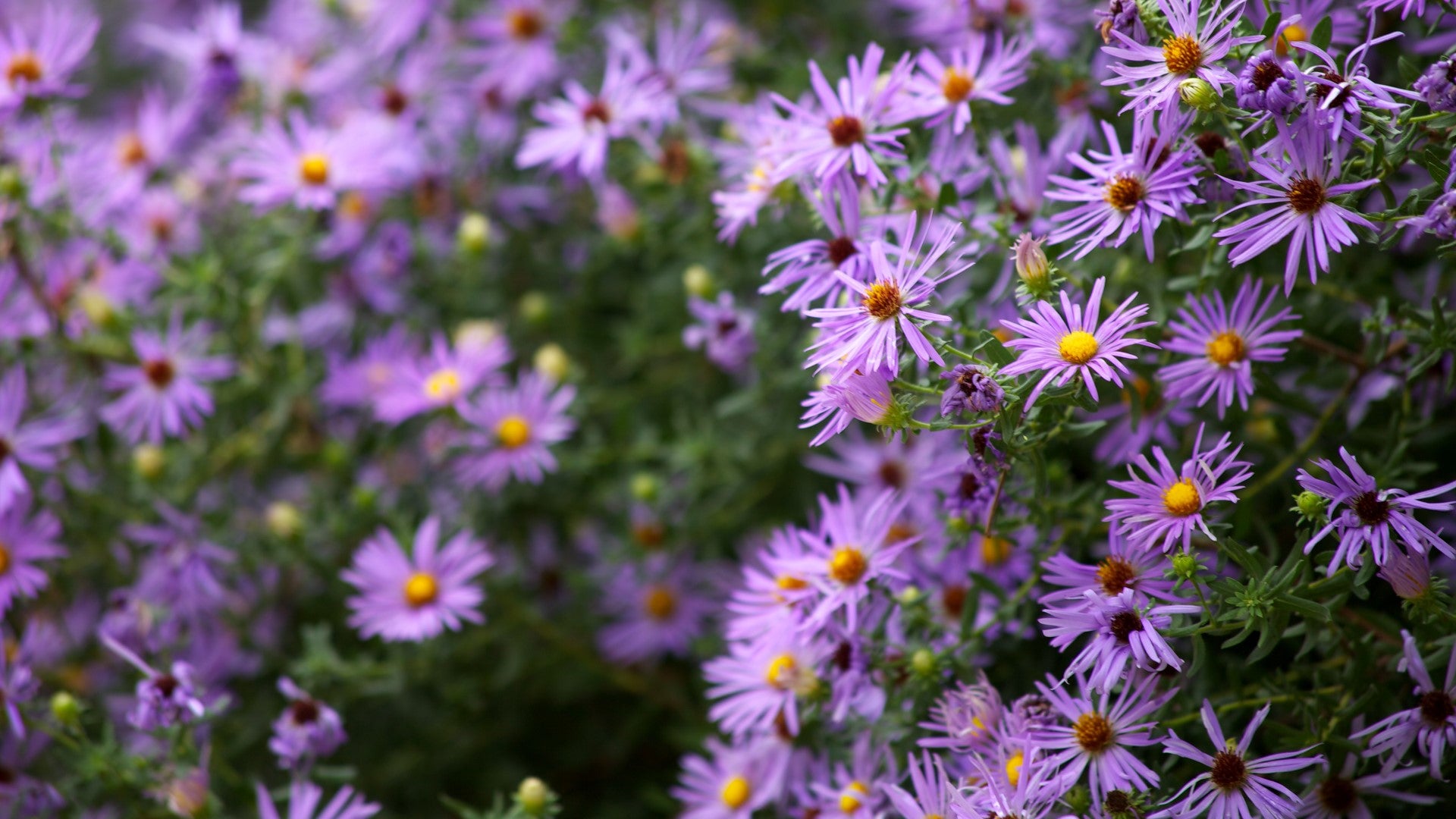 Fall Aster